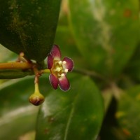 <i>Euonymus dichotomus</i>  B.Heyne ex Wall.